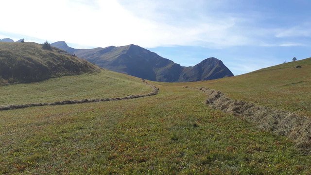 Heuwuzeln