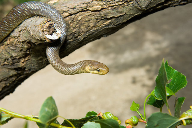 Die Äskulappnatter (zamenis longissimus) ist eine gute Kletterin.