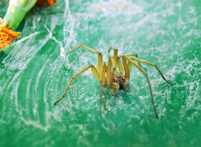 Spinne in der Gartenabfalltonne