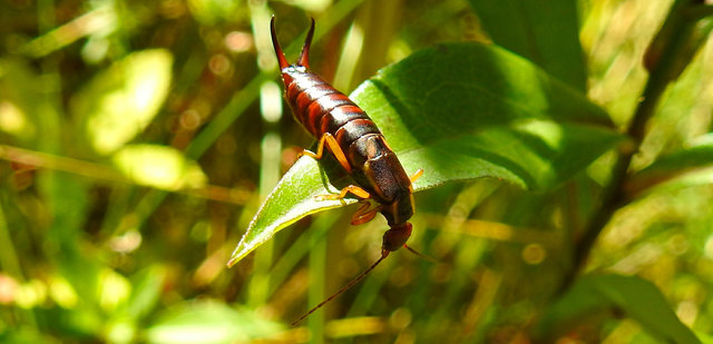 Der Ohrwurm - Bild 1