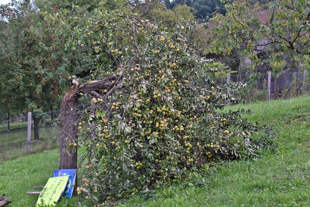 Beileibe kein Einzelfall: Zusammengebrochener Apfelbaum in Glasing.