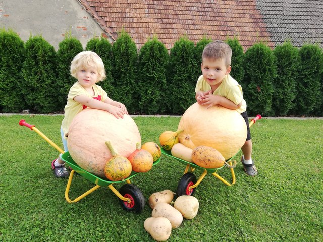 Als fleißige Erntehelfer haben Vanessa und Lukas ihrer Oma in Buchschachen bei der Kürbisernte geholfen. | Foto: Sabine Kraus