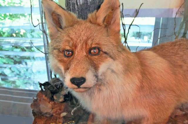 Präparierter Fuchs in der Ausstellung  '' 40 Jahre Öko-L Heft''