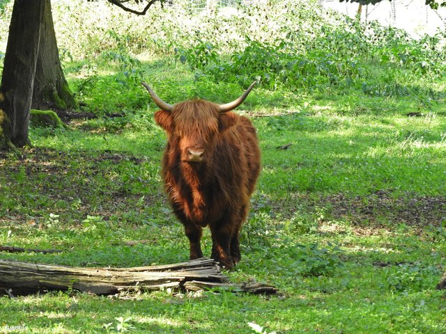 Schottisches Hochlandrind