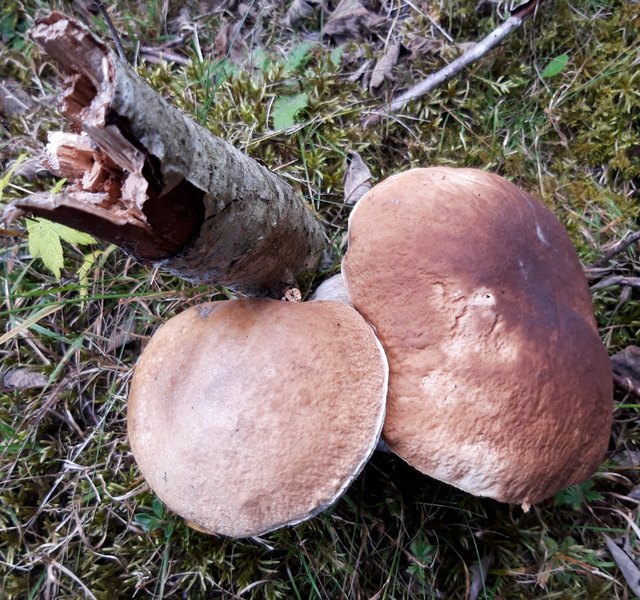 Herbstzeit ist Pilzezeit.
