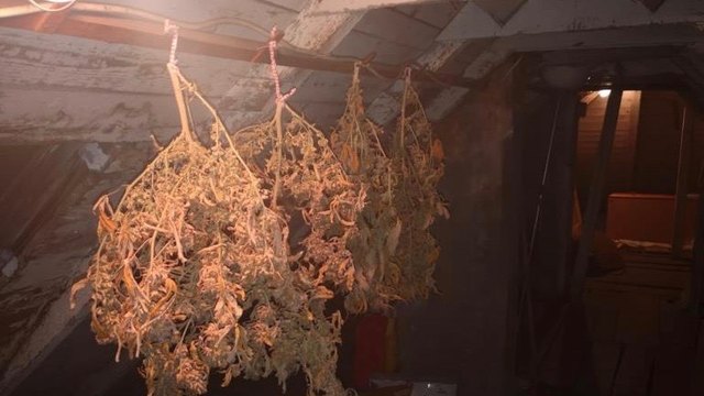Am Dachboden des Hauses wurden Cannabispflanzen zum Trocknen aufgehängt. | Foto: LPD Wien