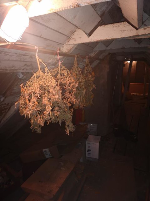 Am Dachboden wurden die Pflanzen zum Trocknen aufgehängt. | Foto: LPD Wien