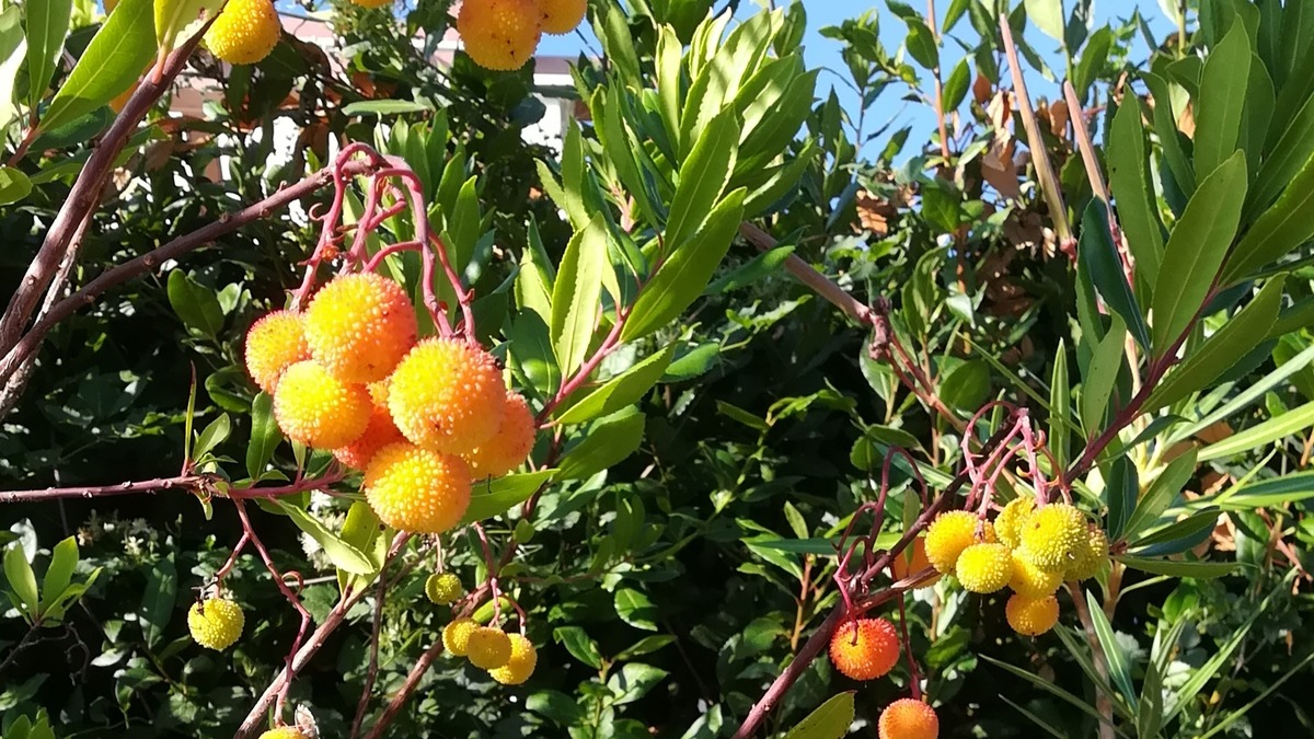 Erdbeeren Am Baum Klagenfurt