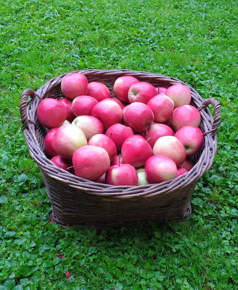 Apfel Ernte Tennengau