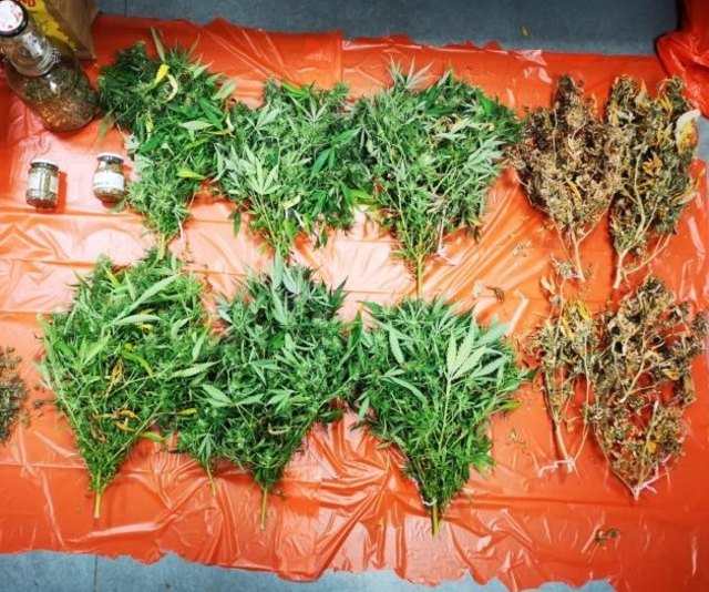 Mehrere Cannabispflanzen konnten von der Polizei sichergestellt werden. | Foto: LPD