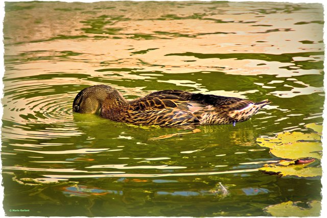 "Mein nächstes kleines knabbern ist hier unten…!"