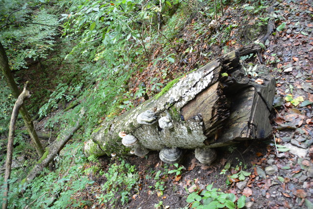 Durch den Naturpark Ötscher-Tormäuer ging's hinauf zum Einstieg der Ötscher-Tropfsteinhöhle.