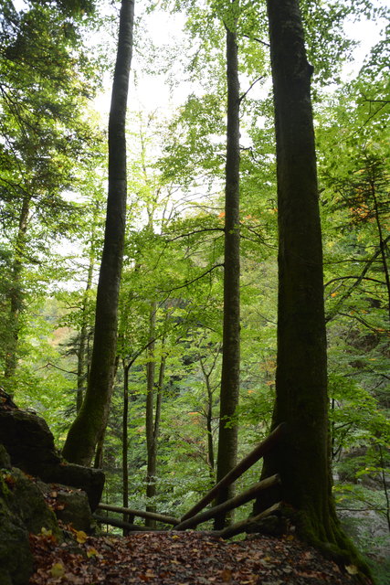 Durch den Naturpark Ötscher-Tormäuer ging's hinauf zum Einstieg der Ötscher-Tropfsteinhöhle.