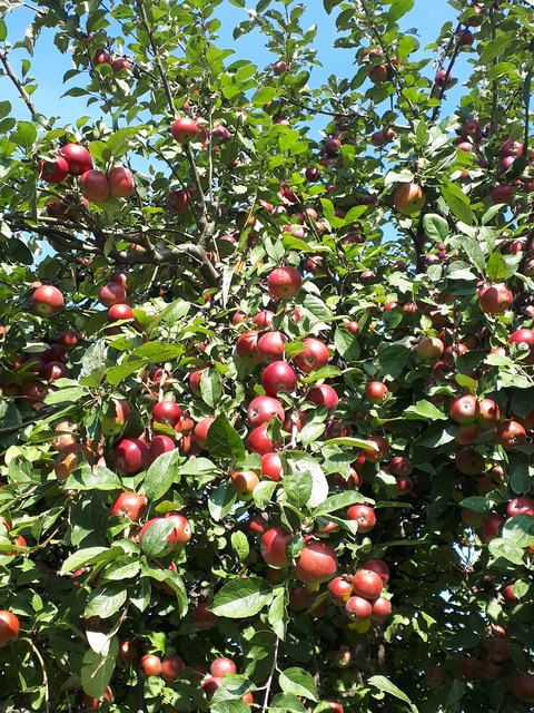 Kiloweise knackfrischer Genuss hängt da an den Zweigen und wartet nur darauf,  geerntet zu werden...