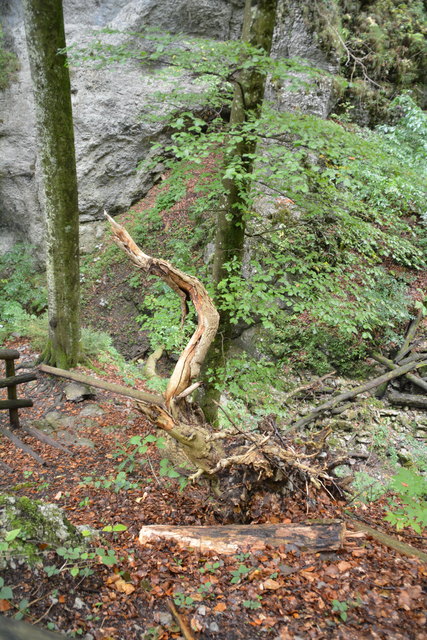 Durch den Naturpark Ötscher-Tormäuer ging's hinauf zum Einstieg der Ötscher-Tropfsteinhöhle.