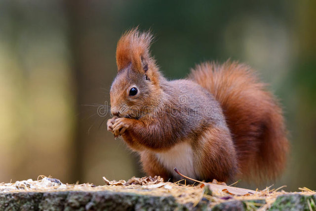 Eichhörnchen gemeinfreies Bild