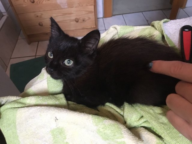 Foto: Tullner Pfotenhilfe