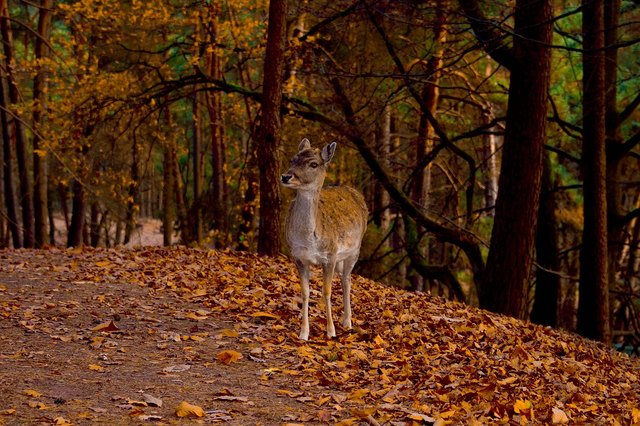 Ein Rehwild lief in Moosburg gegen Mountainbiker - Foto: https://pixabay.com/de/reh-herbst-wild-tier-wald-natur-3630677/ | Foto: Pixabay/Marys_fotos