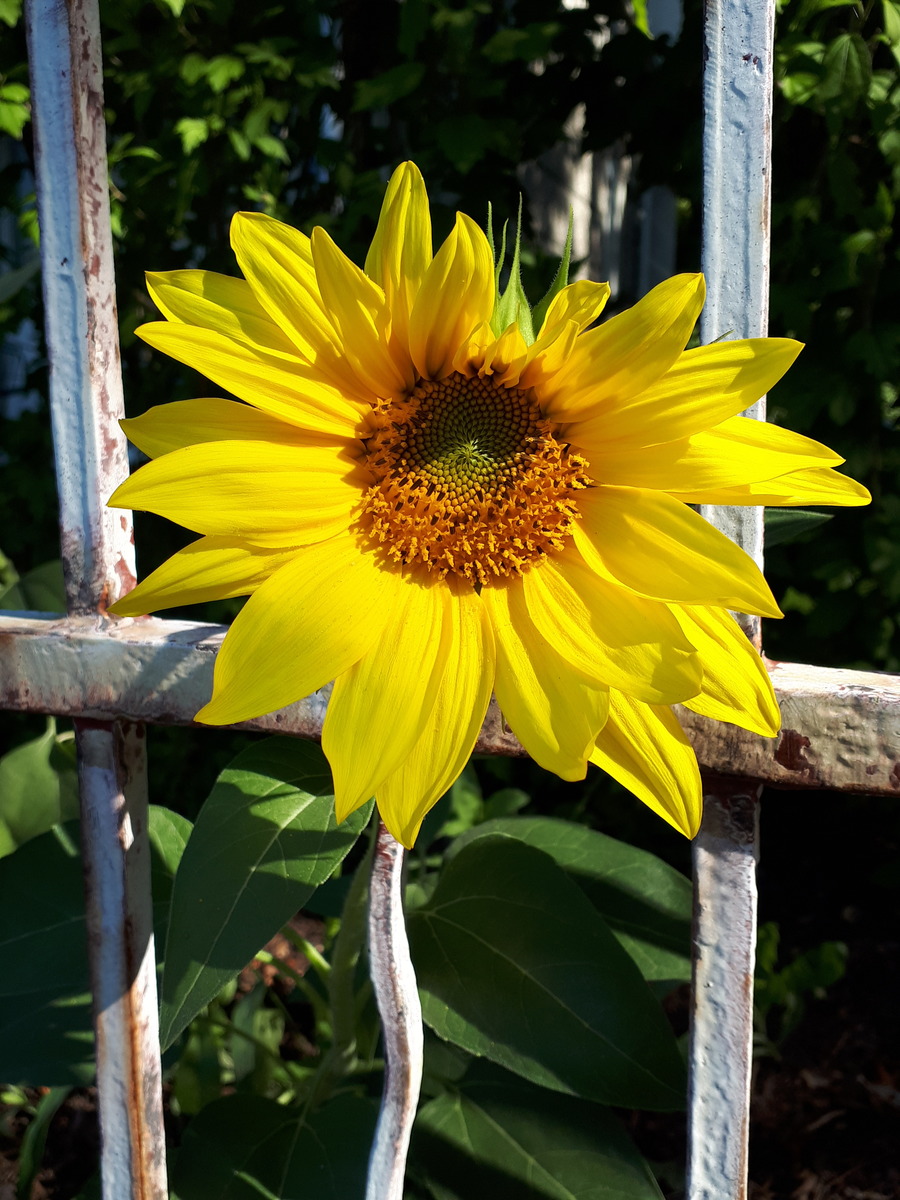 Sonnenblume Zeichnung Einfach Sonnenblume Zeichnung Einfach