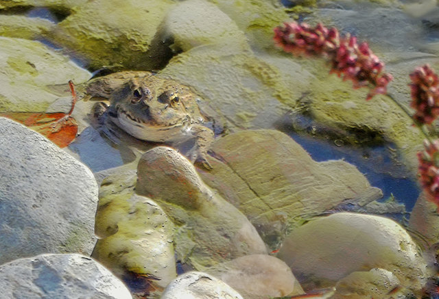 genoss der kleine Frosch die Sonne im Schlossteich.
