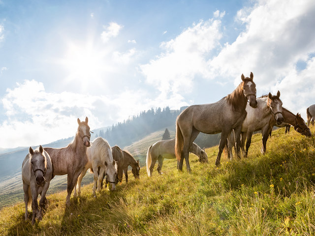 Auf der Brendlalm genießen Wanderer den Ausblick und die Lipizzaner-Stuten den Sommer. | Foto: ORF Schoettl