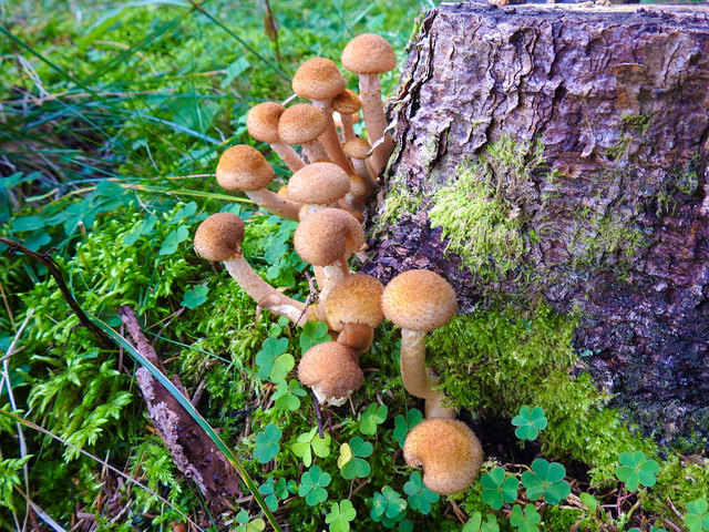 Pilze sind eine besondere Lebensform: Nicht Pflanze und nicht Tier... die haben von beiden etwas.