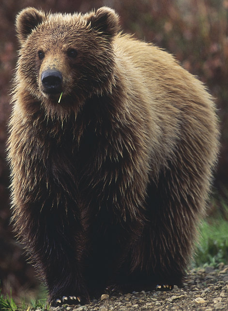 Der vermeintliche Bär, vor dem sich die Urlauber in Sicherheit brachten, stellte sich als röhrender Hirsch heraus. | Foto: MEV