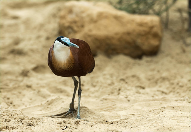 Das Blaustirn-Blatthühnchen ist in Afrika südlich der Sahara heimisch und bewohnt dort flache Süßgewässer, die mit Wasserpflanzen und Schwimmblättern bedeckt sind. Auf diesen bauen sie ihre Nester, die nur 2 cm über den Wasserspiegel ragen. Ein Gelege besteht aus 4 Eiern. Das Männchen bebrütet die Eier und begleitet das Küken auch die ersten 40 bis 70 Tage. Sein hellblaues Stirnschild hat dem Blaustirn-Blatthühnchen seinen Namen gegeben.