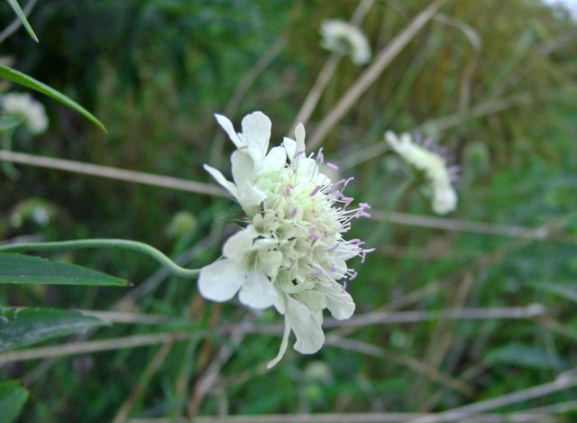 Scabiosa ochroleuca