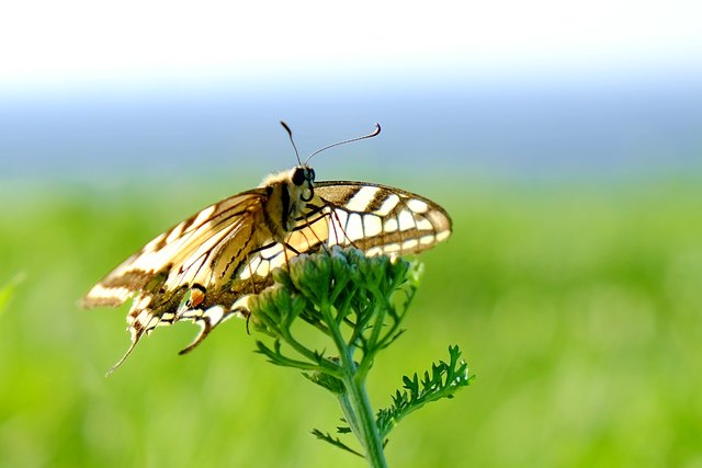 Auf einem unbewaldeten Hügel in meiner Nähe treffen sich Schwalbenschwanzmännchen und - weibchen zum Stell-dich-ein. Die Weibchen suchen sich dann in der weiten Umgebung gute Plätze zum Eiablegen. Die Männchen bleiben oben am Hügel.
