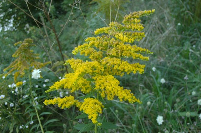 Goldrute in voller Blüte