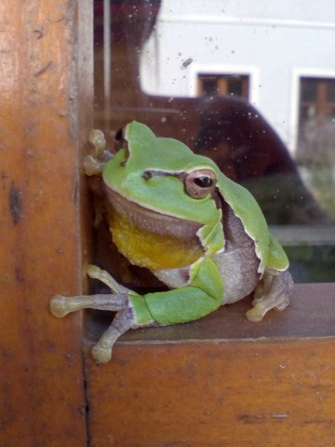 wunderschöner Laubfrosch am Fensterrahmen unseres Gartenhauses, aufgenommen von Margit Schmiedt am 19.9.