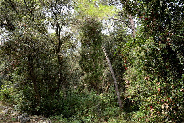 auch das ist Rovinj, Natur pur im Naturpark
