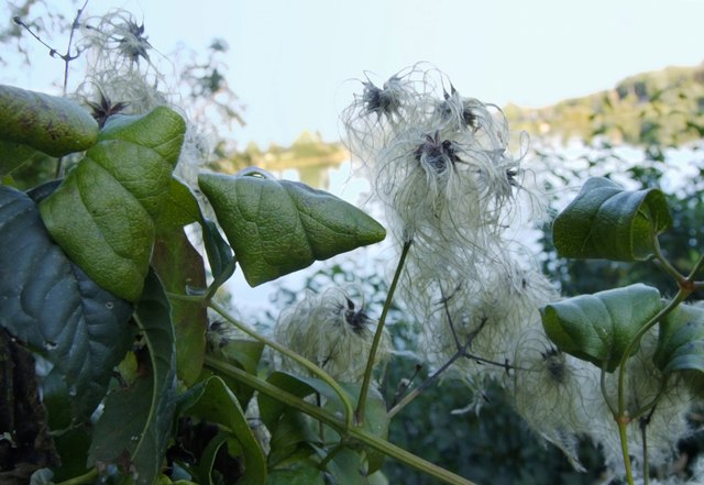 Wildrebe im Herbstkleid