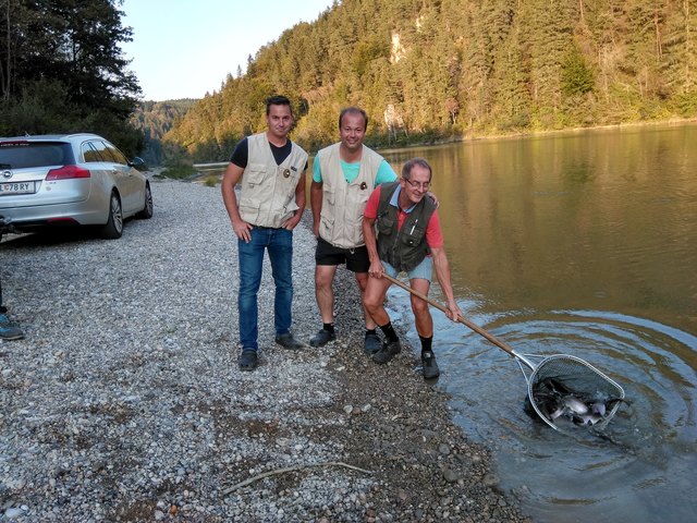 Unter fachkundiger Aufsicht wurden die Fische in die Drau entlassen