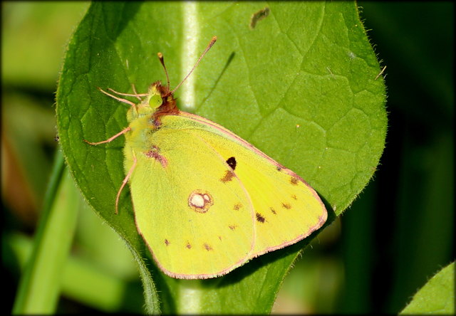 Postillon oder goldene Acht