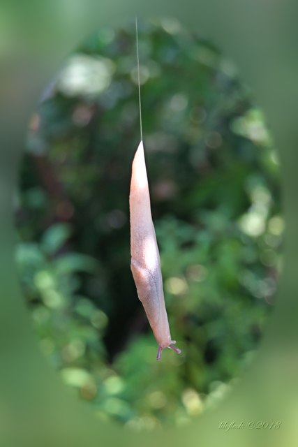 Das Tierchen war ca. 25 mm lang und nicht dicker als 2 mm.