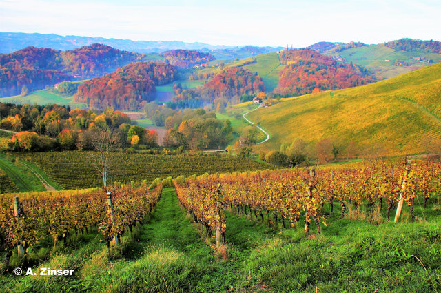 Nun beginnt sie wieder, die farbenfrohe Zeit in den Weinbergen