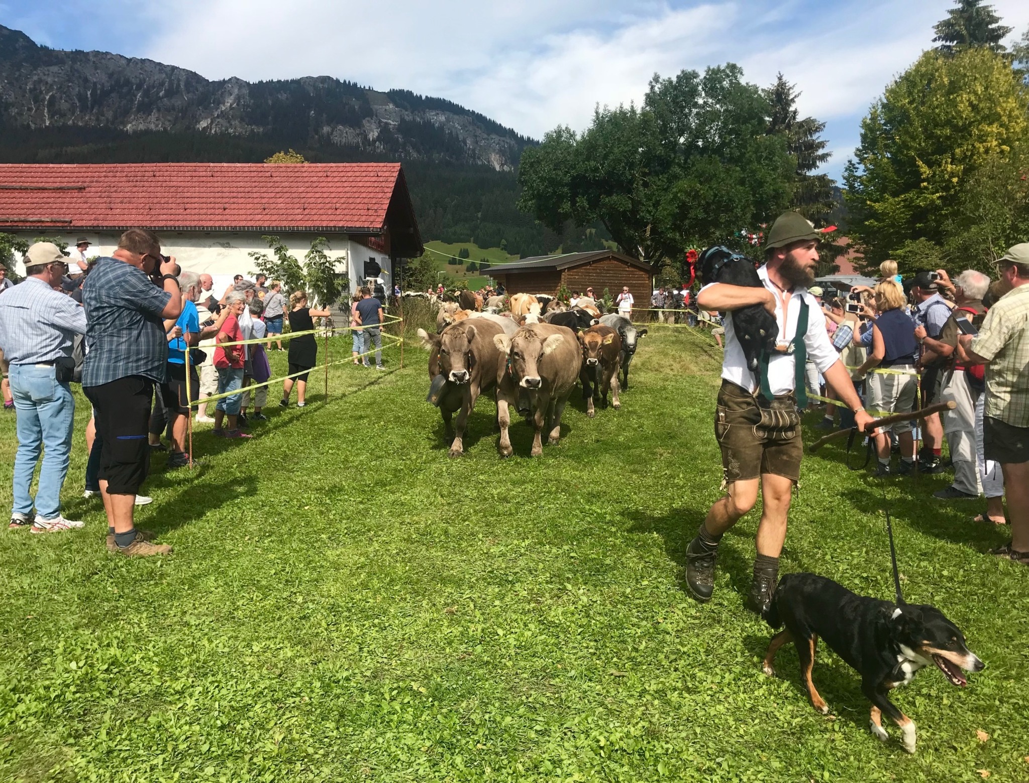 Almabtriebe boten ein buntes Bild - Reutte