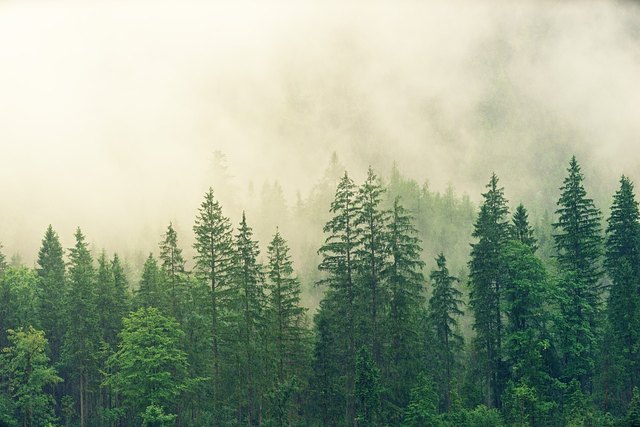 Bei Stürmen sollte man sich nicht in Wäldern aufhalten Credit: pixabay | Foto: Pixabay/jplenio - Symbolbild