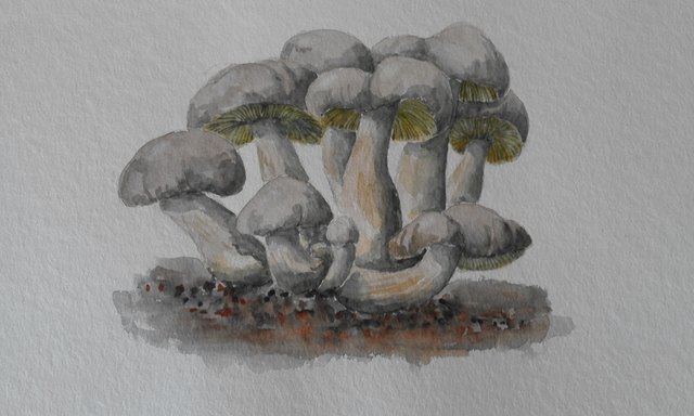 Pilze spielen bei der diesjährigen "langen Nacht der Museen" in Obervellach eine wichtige Rolle | Foto: z.V.g