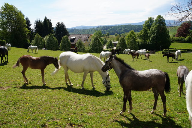Die Lipizzanerheimat erlebt einen Boom. Auch im Immobilienbereich.