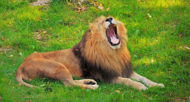 Der Herbst zieht ins Land und schon beginnen alle Lebewesen ausgiebig zu gähnen...! Ein klassischer Fall von "Herbstmüdigkeit":))) ist auch beim herzhaft gähnenden Löwen im Zoo Salzburg zu bemerken! Foto: Tatjana Rasbortschan