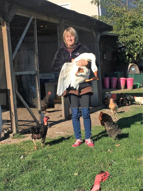 Verein Rette (d)ein Huhn: Nina Hofstädter - Gerette Gans aus dem Wiener Neustädter Kanal | Foto: © Rette (d)ein Huhn