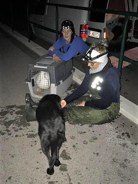 Verein Rette (d)ein Huhn: Nina Hofstädter - Gerette Gans aus dem Wiener Neustädter Kanal
Geschafft! | Foto: © Rette (d)ein Huhn