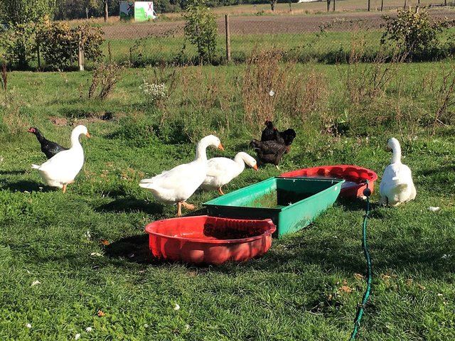 Verein Rette (d)ein Huhn: Nina Hofstädter - Gerette Gans aus dem Wiener Neustädter Kanal
In der neuen Gänsefamilie | Foto: © Rette (d)ein Huhn