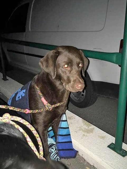Verein Rette (d)ein Huhn: Nina Hofstädter - Gerette Gans aus dem Wiener Neustädter Kanal
Rettungshündin "Adele" | Foto: © Rette (d)ein Huhn