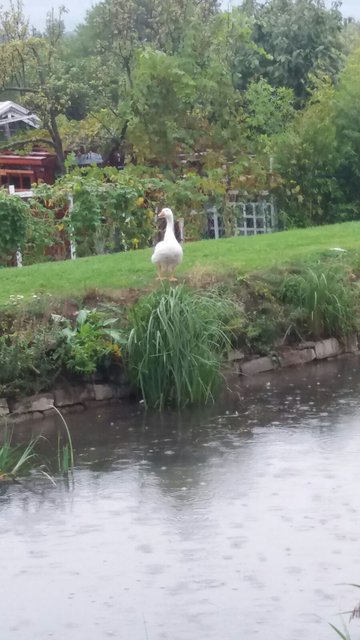 Verein Rette (d)ein Huhn: Nina Hofstädter - Gerette Gans aus dem Wiener Neustädter Kanal | Foto: © Rette (d)ein Huhn