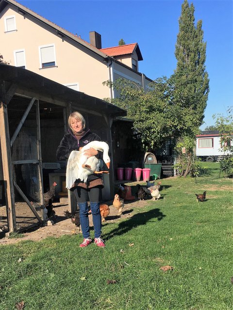 Verein Rette (d)ein Huhn: Nina Hofstädter - Gerette Gans aus dem Wiener Neustädter Kanal | Foto: © Rette (d)ein Huhn