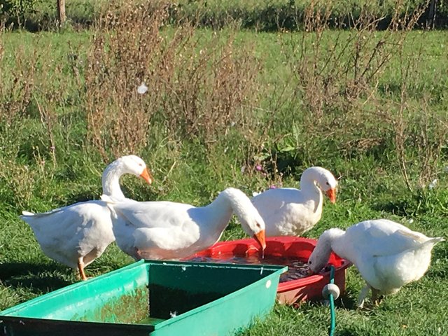 Verein Rette (d)ein Huhn: Nina Hofstädter - Gerette Gans aus dem Wiener Neustädter Kanal
In der neuen Gänsefamilie | Foto: © Rette (d)ein Huhn